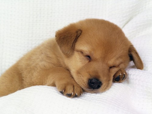 pictures of cute puppies and dogs. pics of cute puppies and dogs.